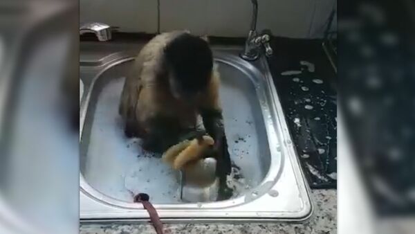 Чистоплотная обезьяна моет посуду - Sputnik Արմենիա