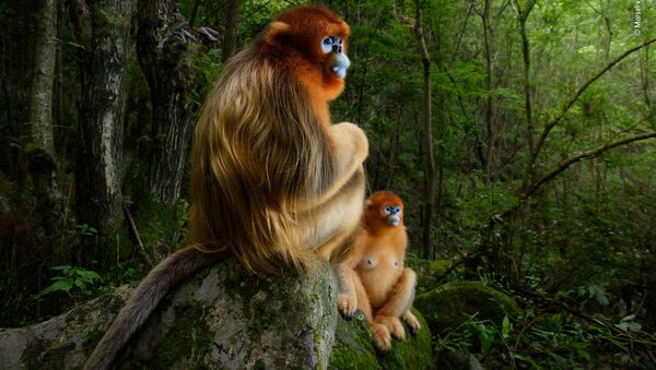 Снимок The golden couple голландского фотографа Marsel van Oosten, победивший в фотоконкурсе 2018 Wildlife Photographer of the Year - Sputnik Արմենիա