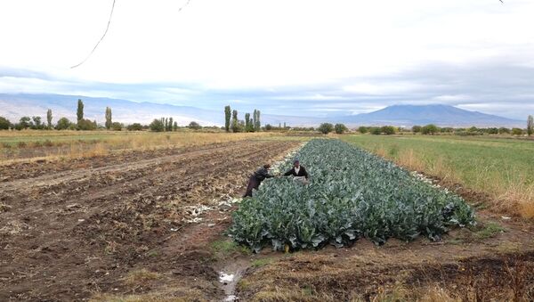 Сбор урожая в Армавирской области - Sputnik Армения