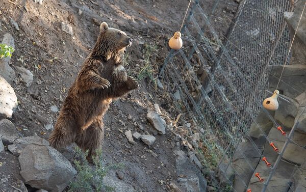 Медведь в ереванском зоопарке - Sputnik Армения