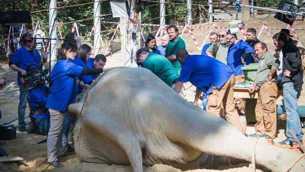 В Тбилисском зоопарке группа ветеринаров из ЮАР провела операцию по удалению бивня у 23-летнего слона по имени Гранд - Sputnik Армения
