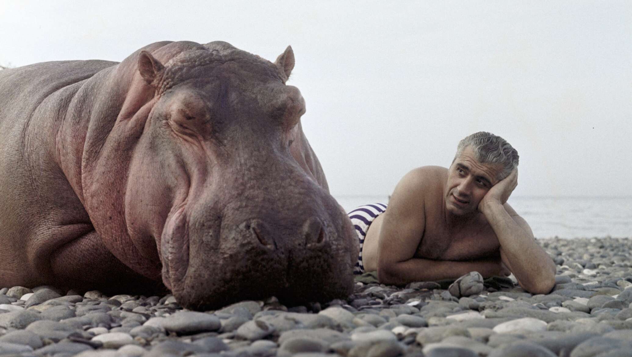 Анимированный бегемотик. У бегемота нету талии веселые. Бегемотик из мультика. У бегемота нету талии а мы ему по морде чайником. У бегемота нету талии веселые.