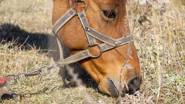 Лошади коневода Тиграна Багишджаняна в Мартуни - Sputnik Армения