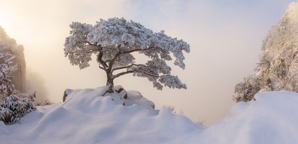 Фотография Royal Ceremony фотографа Натаньела Мерца, победивший в категории Amateur Landscape конкурса the EPSON International Pano Awards 2018 Фотография Royal Ceremony фотографа Натаньела Мерца, победивший в категории Amateur Landscape конкурса the EPSON International Pano Awards 2018 - Sputnik Армения