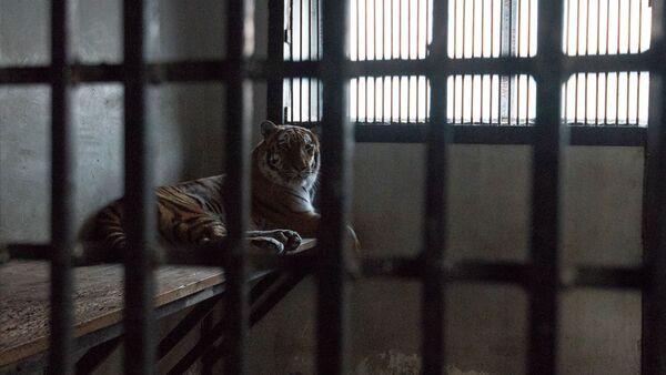 Тигр в еревaнском зоопарке - Sputnik Արմենիա