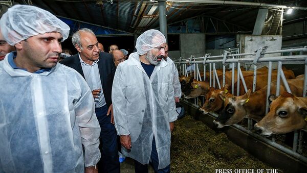 Никол Пашинян посетил животноводческую ферму (10 августа 2018). Лусадзор, Тавуш - Sputnik Армения