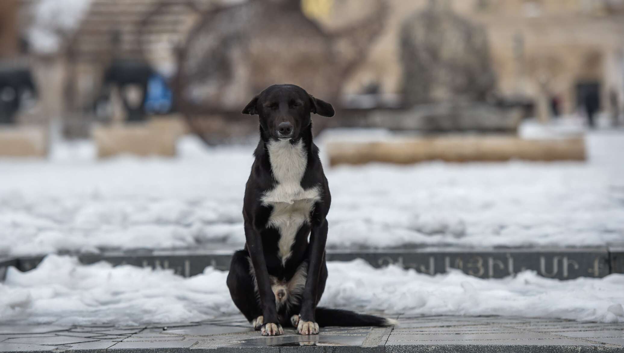 Собака ереван. Собаки бездомные в Ереване. Собаки в Армении бродячие. Собаки в Ереване.