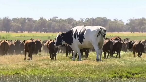 В Австралии бык спасся от скотобойни благодаря своим гигантским размерам - Sputnik Արմենիա