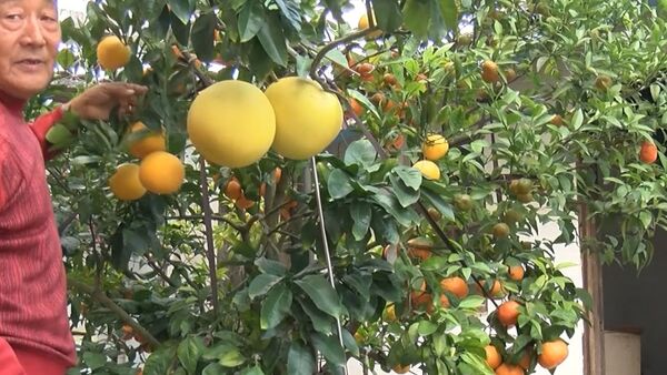 Одно дерево, одиннадцать фруктов - Sputnik Армения