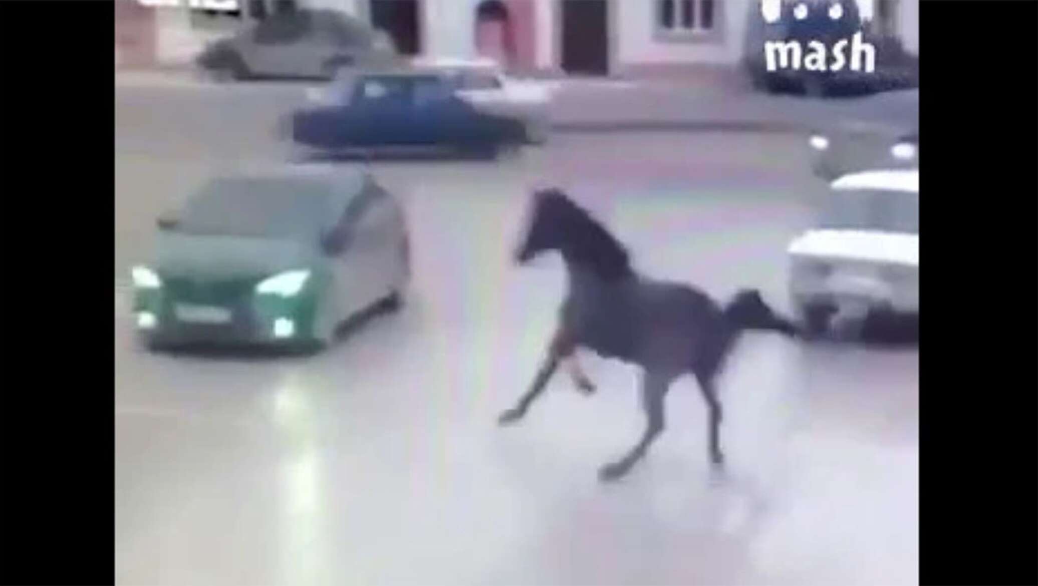 Ошалевший живой конь против железного: сеть взорвало видео прикольного ДТП  в Чечне - 11.12.2018, Sputnik Армения