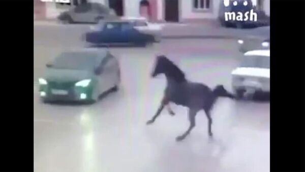 В Чечне конь врезался в машину - Sputnik Армения