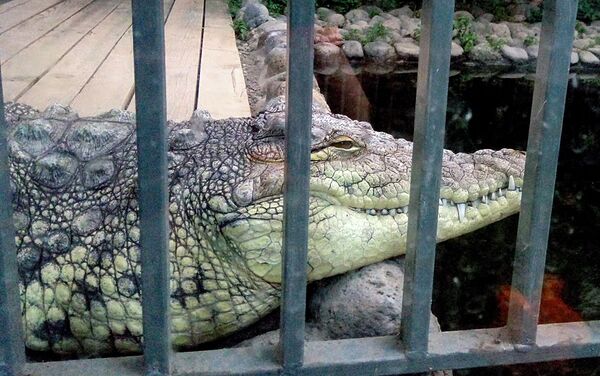 Крокодил в ереванском зоопарке - Sputnik Армения