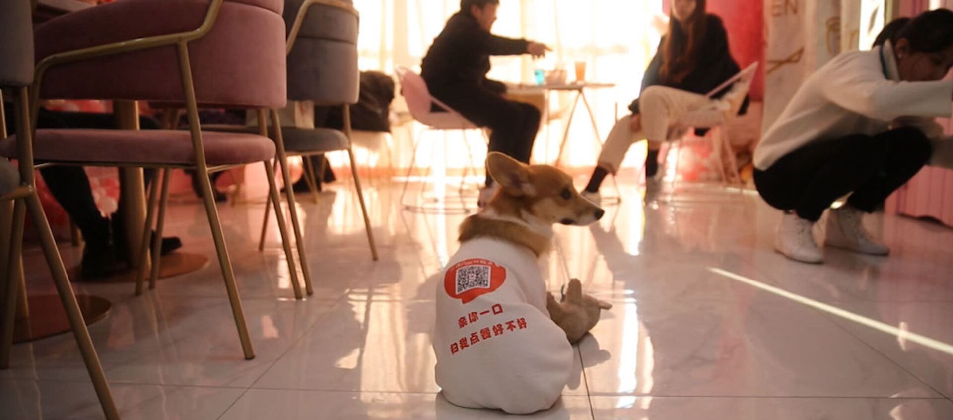 Собаки работают официантами в одном из кафе Шанхая - Sputnik Արմենիա, 1920, 20.12.2018