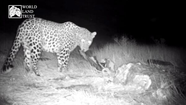 Камеры зафиксировали редкого леопарда в Хосровском заповеднике в Армении - Sputnik Արմենիա