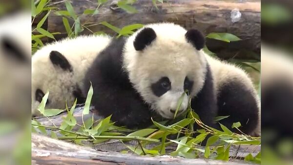 Родившихся в июле панд близнецов показали в Китае  - Sputnik Արմենիա