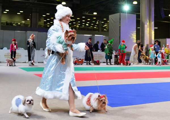 Собаки и их владельцы участвуют в конкурсе костюмов на выставке Золотой ошейник-2016 в Москве - Sputnik Армения