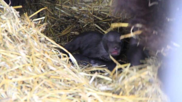 Спутник_Пятерых новорожденных медвежат из зоопарка в Уфе впервые показали публике - Sputnik Армения
