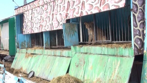 СПУТНИК_Брошенный частный зоопарк в Гюмри: львы и медведи в голодном заточении - Sputnik Արմենիա