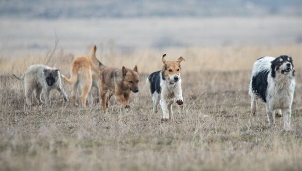 «Ագարակ» շների  ապաստարանը - Sputnik Արմենիա