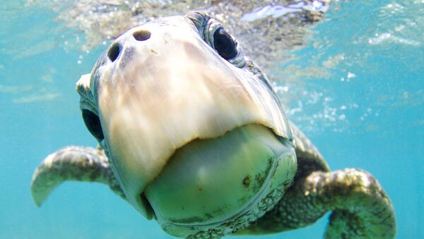 Зеленая черепаха на снимке Curiosity, получившем почетную награду в категории Portrait фотоконкурса 7th Annual Ocean Art Underwater Photo Contest - Sputnik Армения