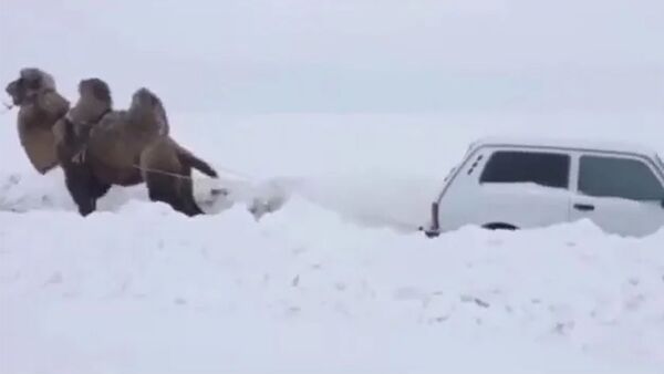 Верблюд вытащил застрявшую «Ниву» из снежной колеи - Sputnik Արմենիա