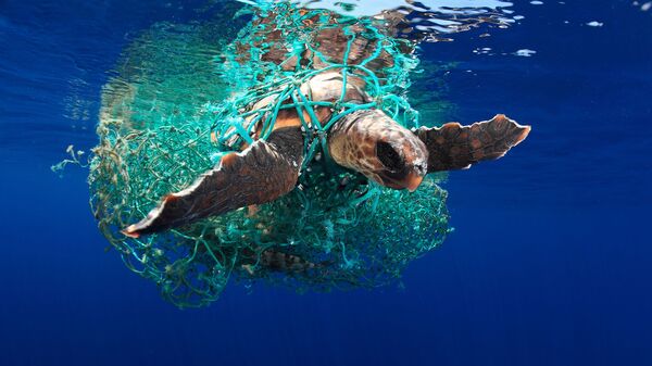 Головастая морская черепаха - Sputnik Армения