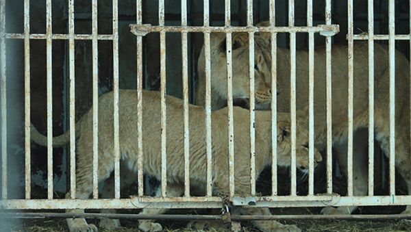 Львы гюмрийского зоопарка - Sputnik Արմենիա