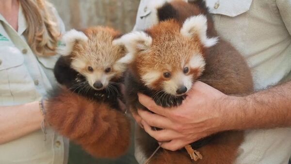 Трех детенышей редкой красной панды показали публике в зоопарке Сиднея - Sputnik Արմենիա