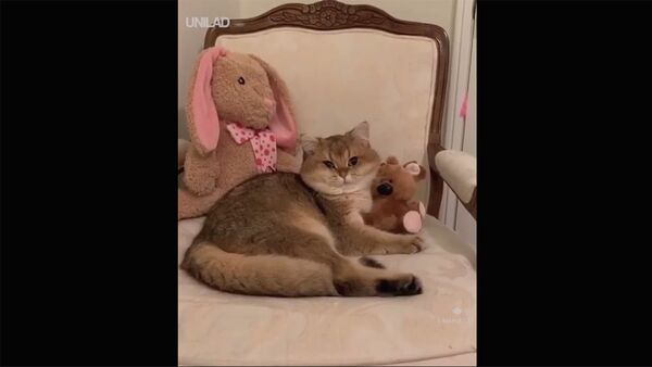 Кот и игрушки - Sputnik Армения