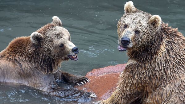 Медведи Ереванского зоопарка - Sputnik Արմենիա