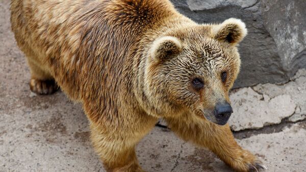 Медведи Ереванского зоопарка - Sputnik Армения