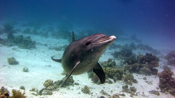 Дельфины в Красном море - Sputnik Արմենիա
