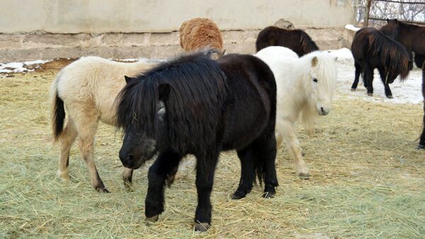 Самый старший житель ереванского зоопарка - пони по кличке Бармалей - Sputnik Армения