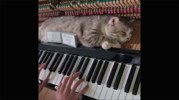 Кот на пианино - Sputnik Армения