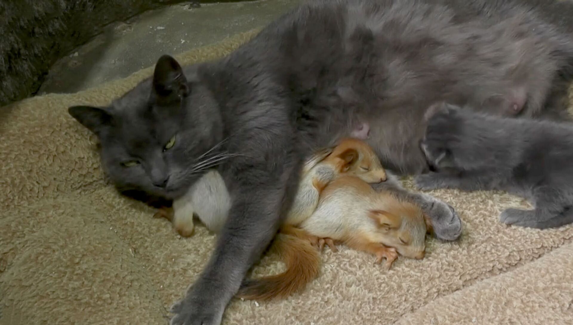 Заботливая кошка принимает новых бельчат