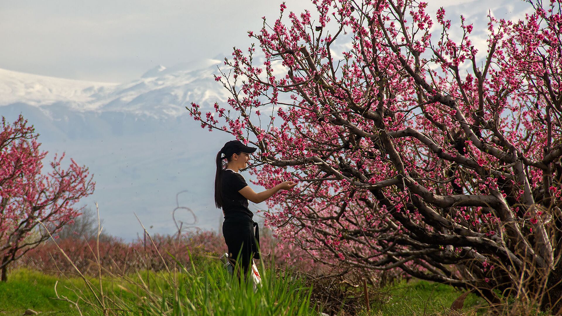 Цветение абрикосов в Армении