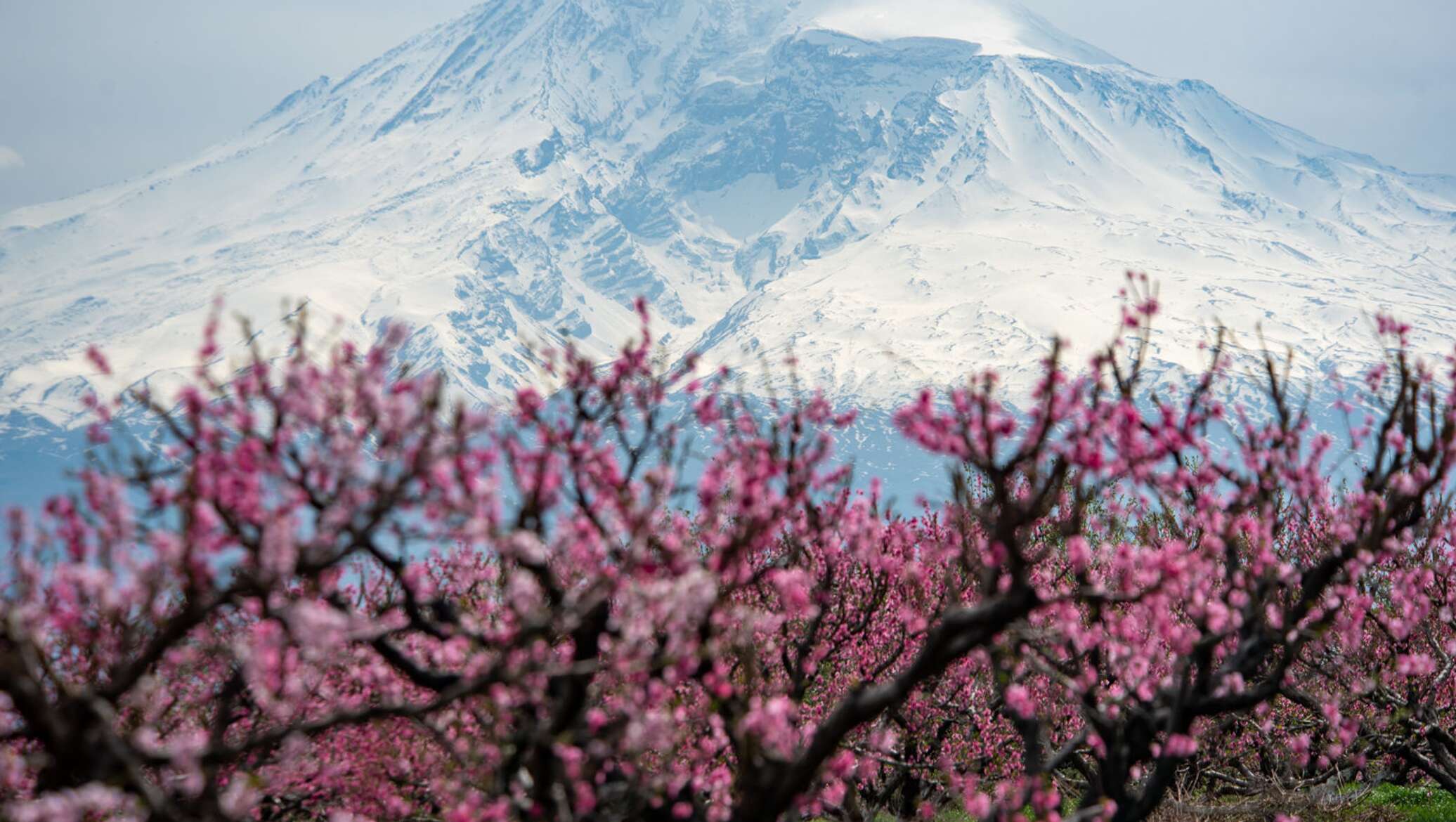Цветущие персиковые деревья Армении