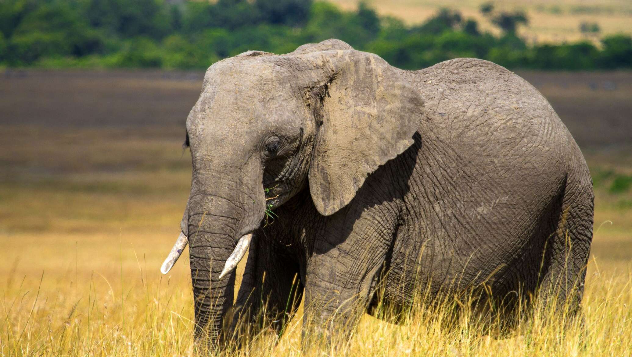 Известно что индийский слон крупное наземное. Индийский слон. Слоненок. Защита слонов в Африке.