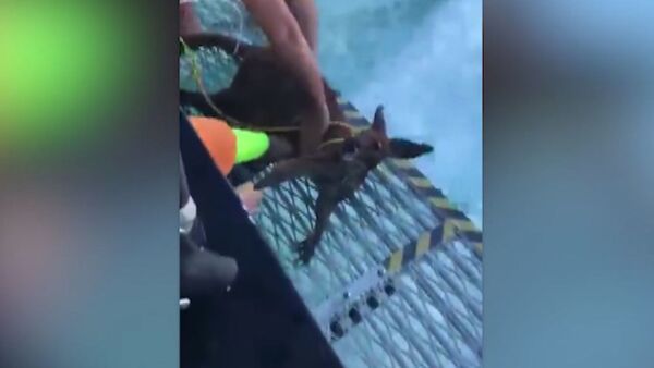 Рыбаки спасли тонущего в море кенгуру - Sputnik Արմենիա
