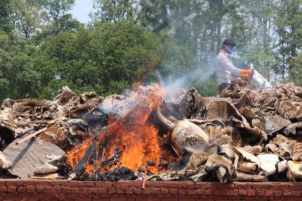 Работник непальского национального парка Читван сжигает части животных, изъятые у браконьеров в национальном парке Читван, Непал - Sputnik Армения