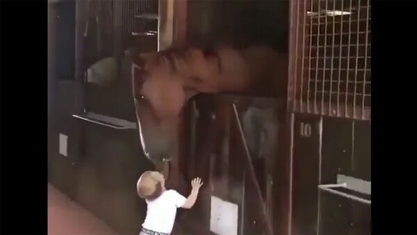 Ребёнок целует лошадей - Sputnik Արմենիա