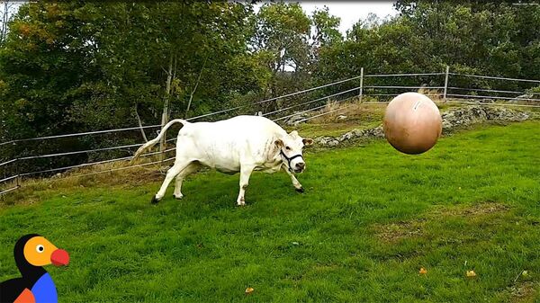 Корова с мячом - Sputnik Армения