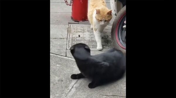Кот застал свою кошку с любовником – смешное видео - Sputnik Армения