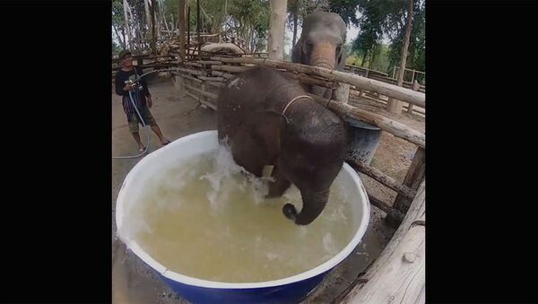 Слоненок принимает ванну - Sputnik Армения
