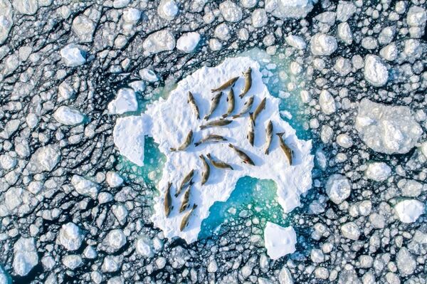 Фотография Тюлени на льду стала лучшей в категории Живая природа - Sputnik Армения