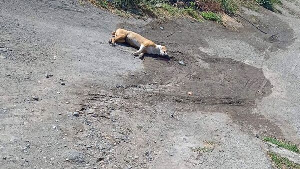 Убитая собака на улицах Эчмиадзина - Sputnik Армения