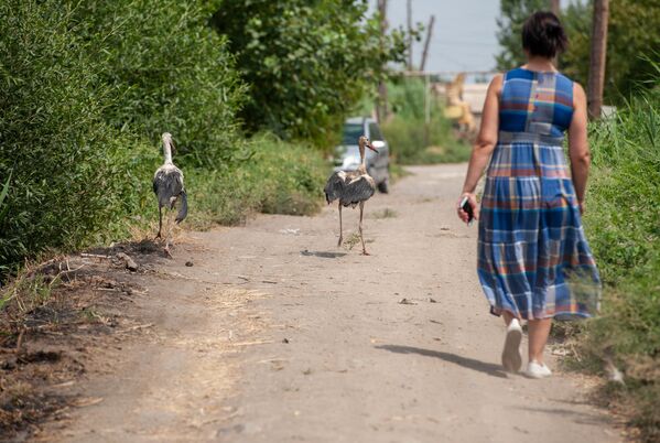 Аист с испачканными перьями в селе Овташен, Араратская область - Sputnik Армения
