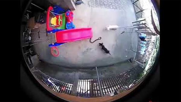 Две домашние собаки кинулись на кобру - Sputnik Արմենիա