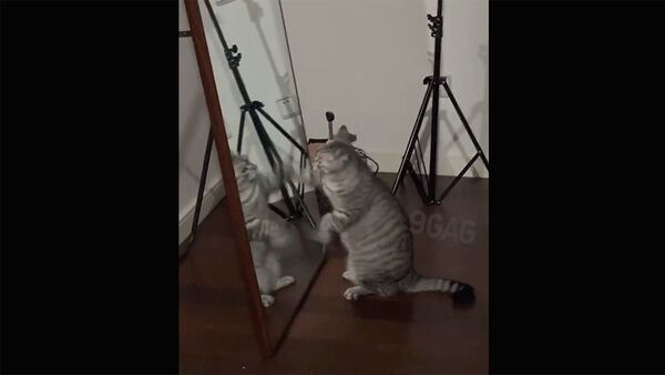 Я те покажу Кузькину мать: бескомпромиссная борьба кошки с зеркалом - Sputnik Армения