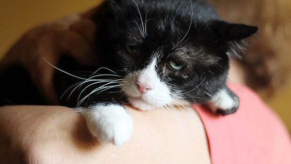Самый грустный кот Москвы по имени Филя - Sputnik Армения